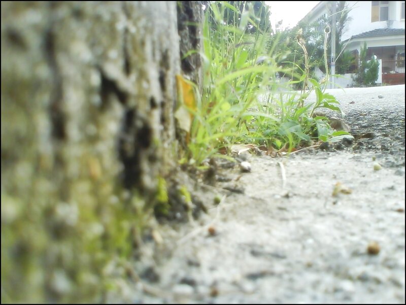 grass growing through pavement