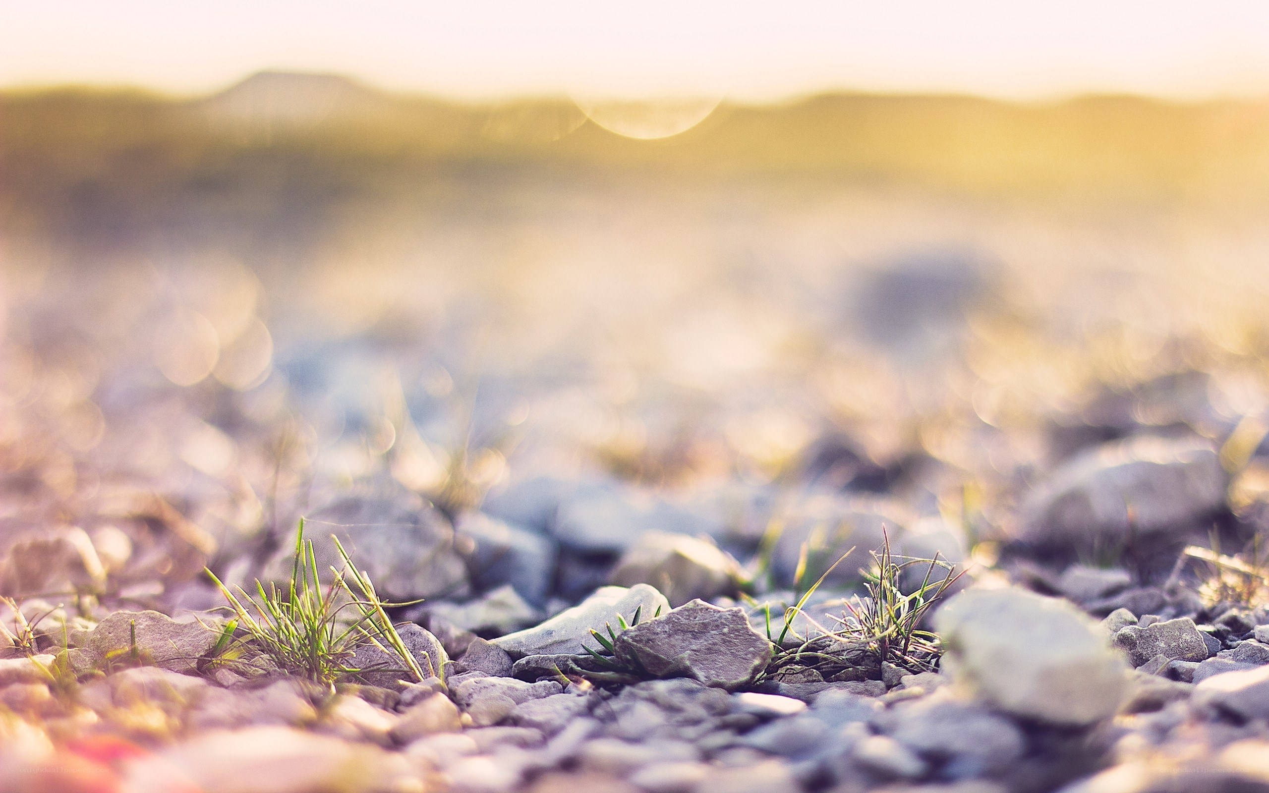 Grass growing through rocks