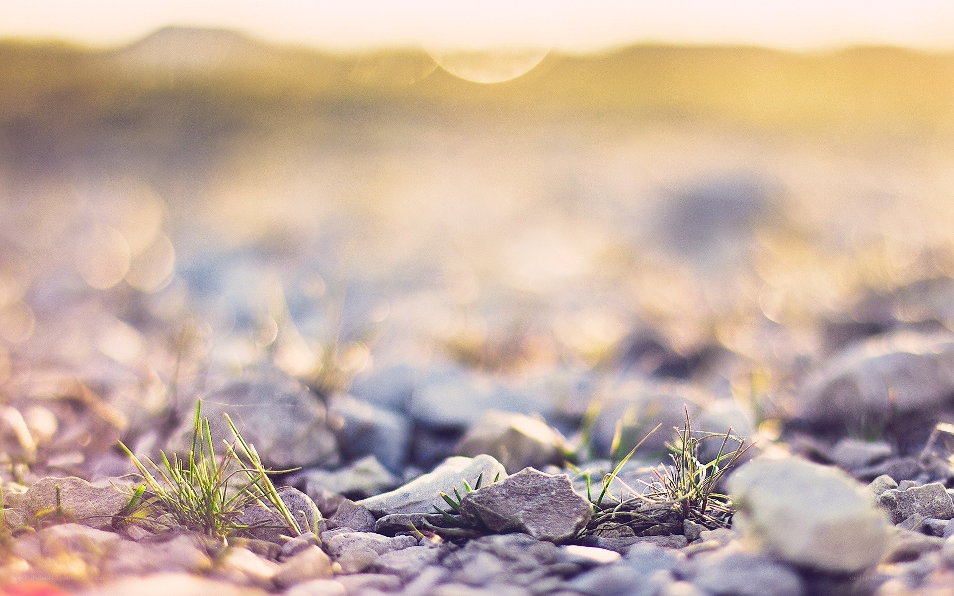 Grass growing through rocks at sunset