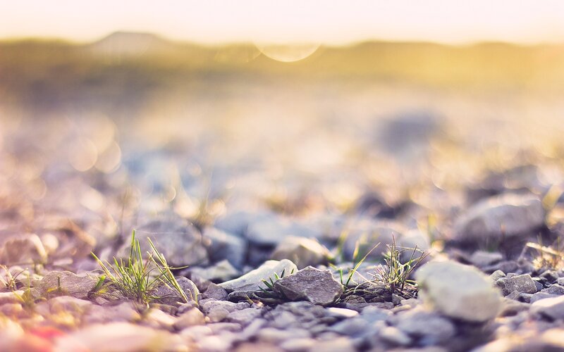 Grass Growing Through Rocks — Green
