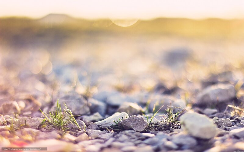 Grass growing through rocks