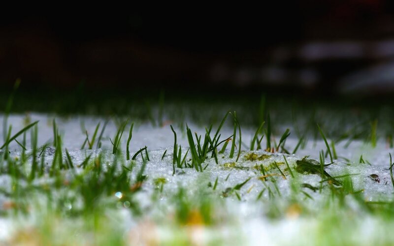 grass growing through snow