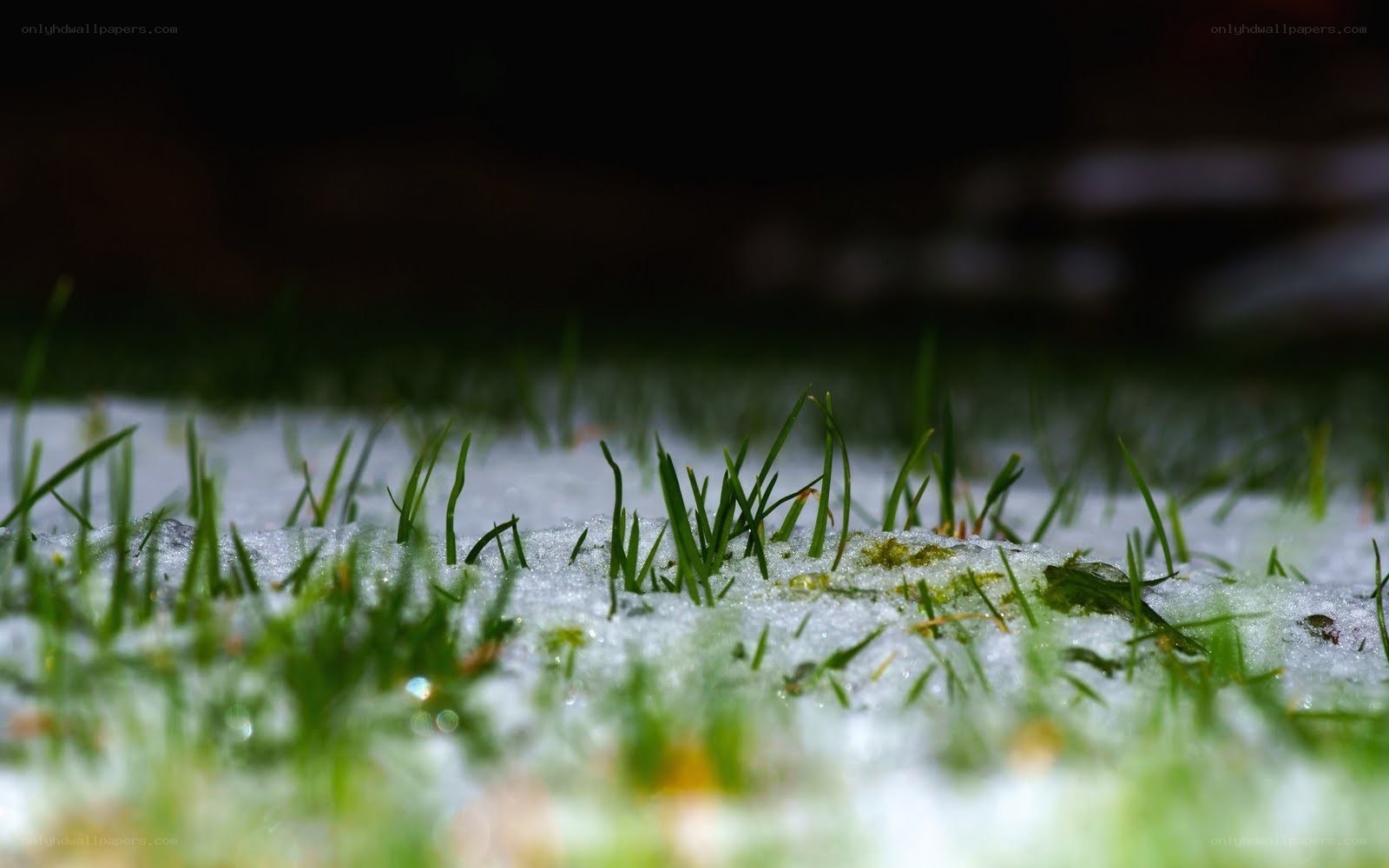 grass growing through snow