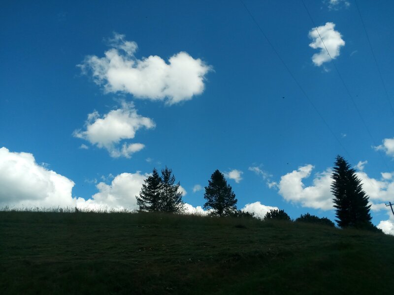 Grass Hill with Trees