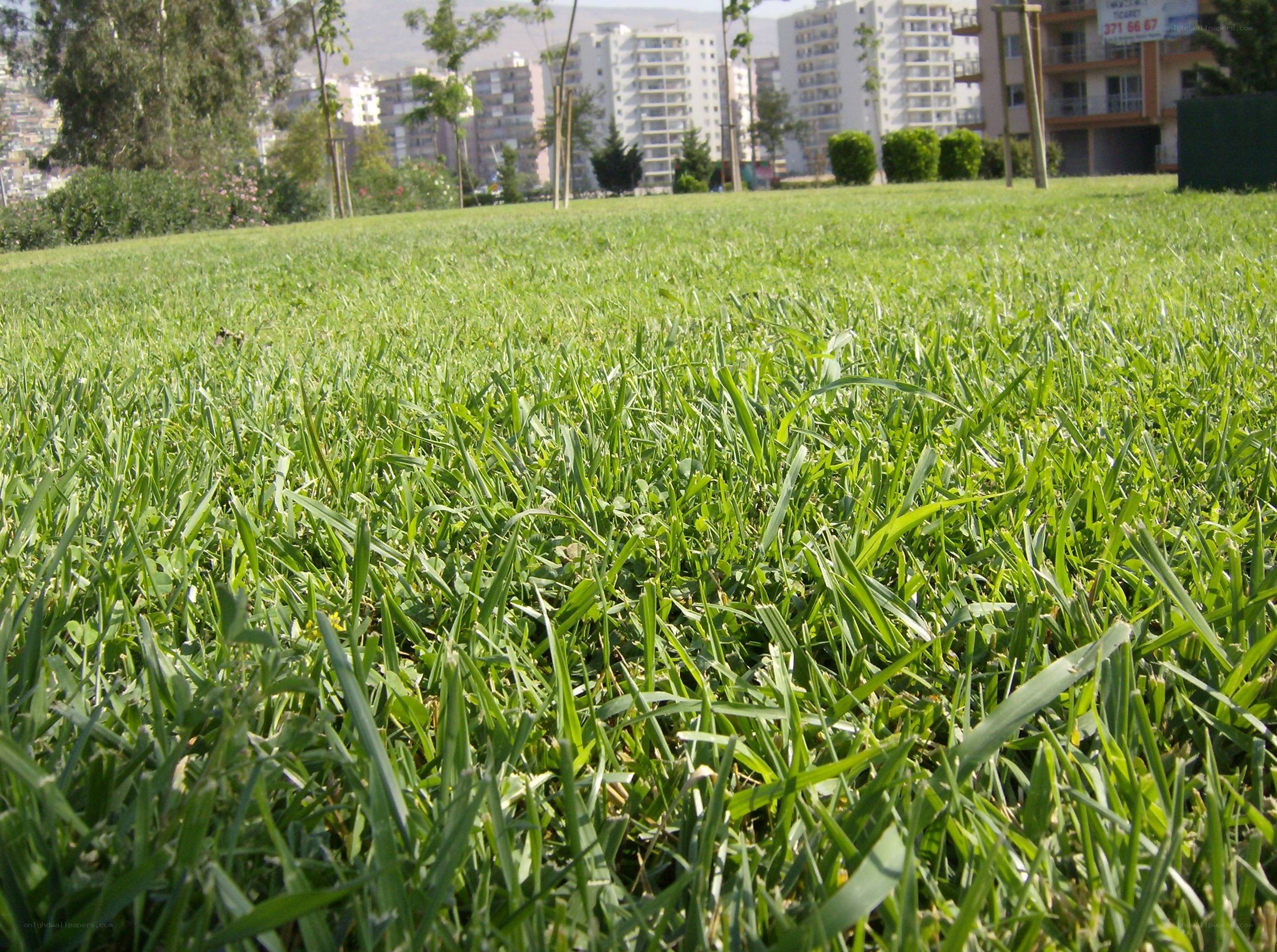 Grass in a city park