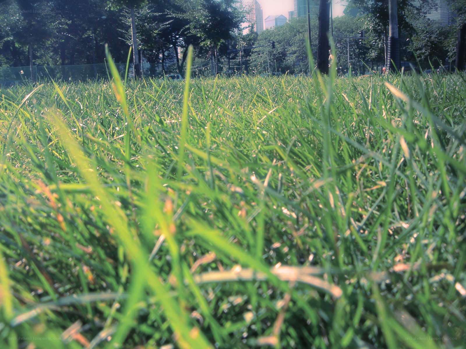 Grass in a city park