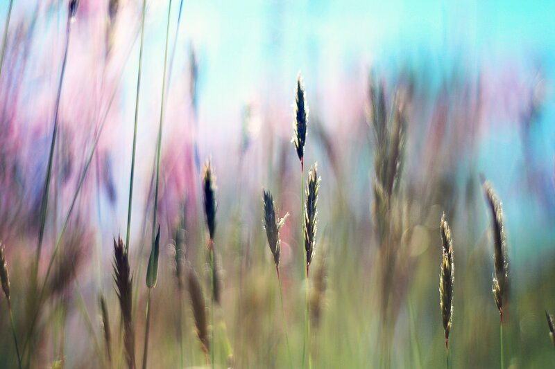 Grass in a colorful field