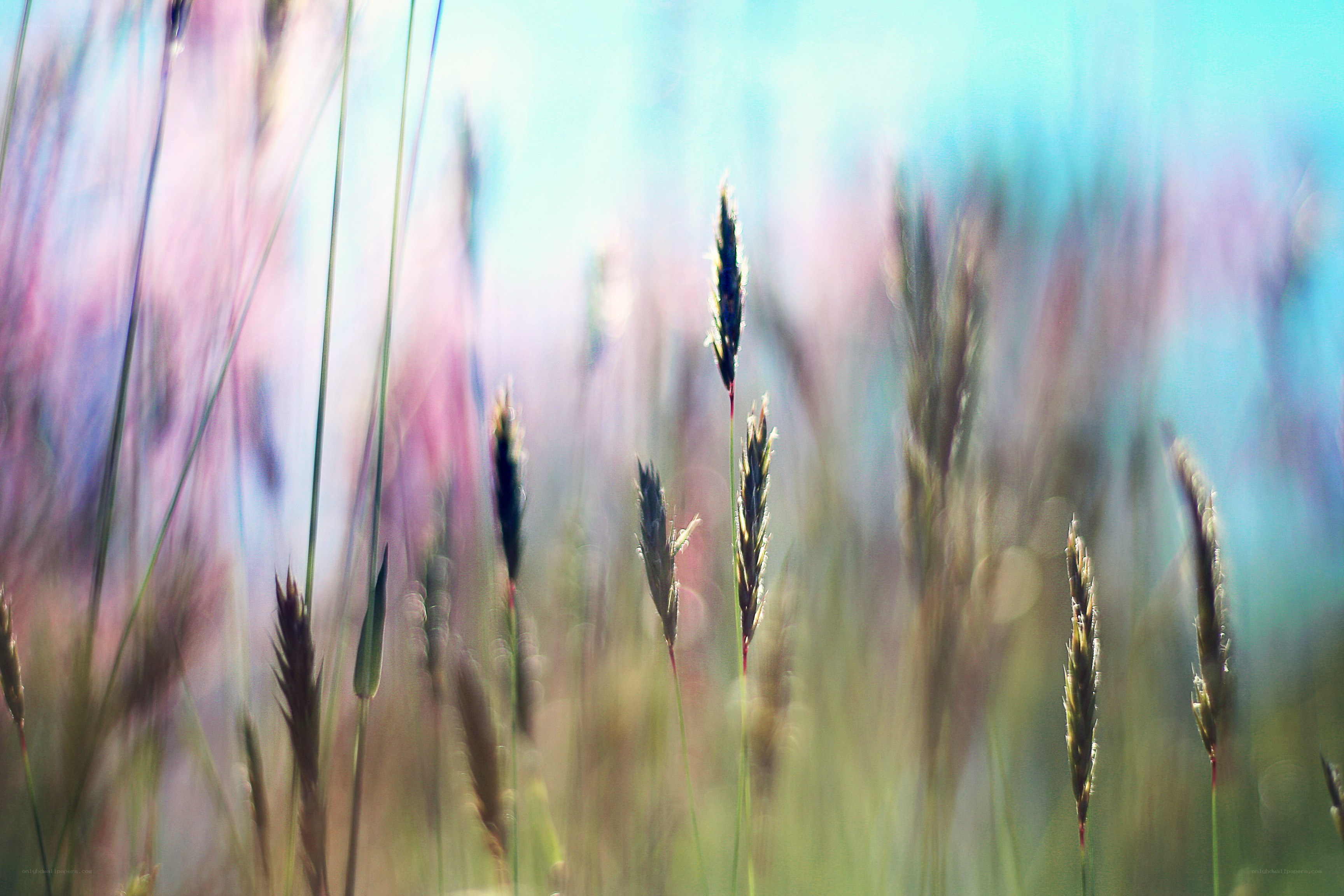 Grass in a colorful field