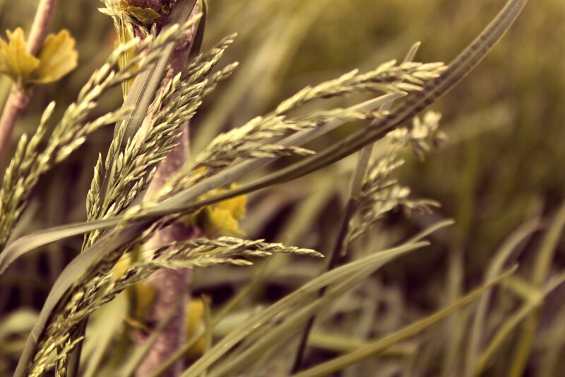 Grass in a field