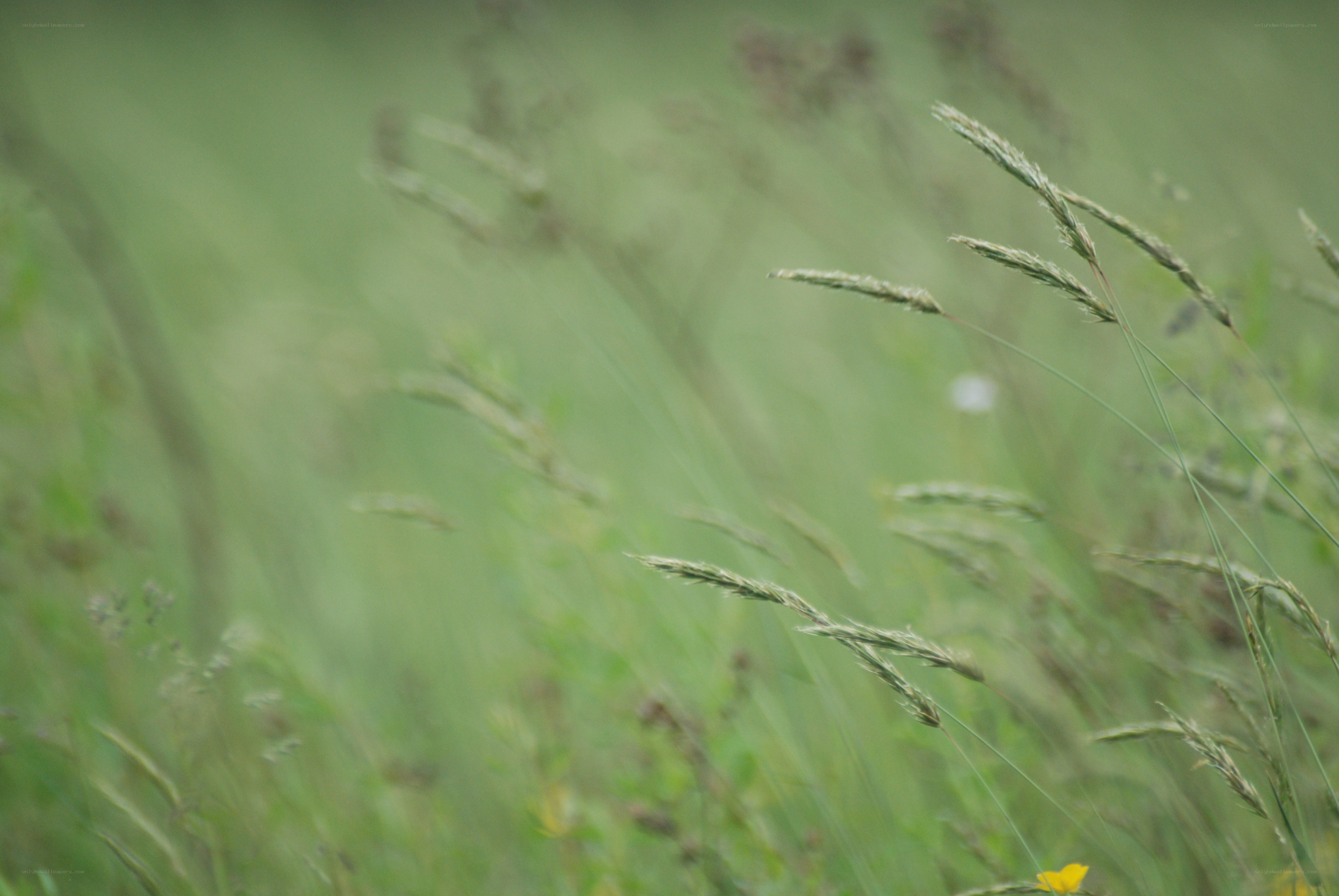 Grass in a field