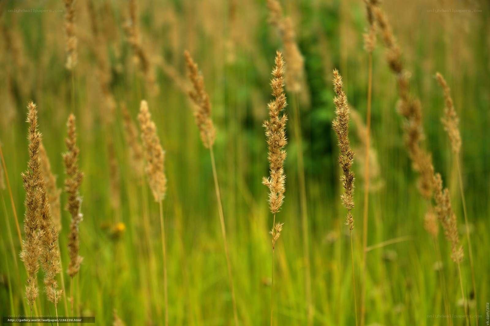 Grass in a field