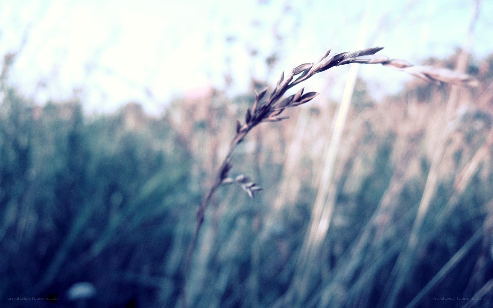 Grass in a field