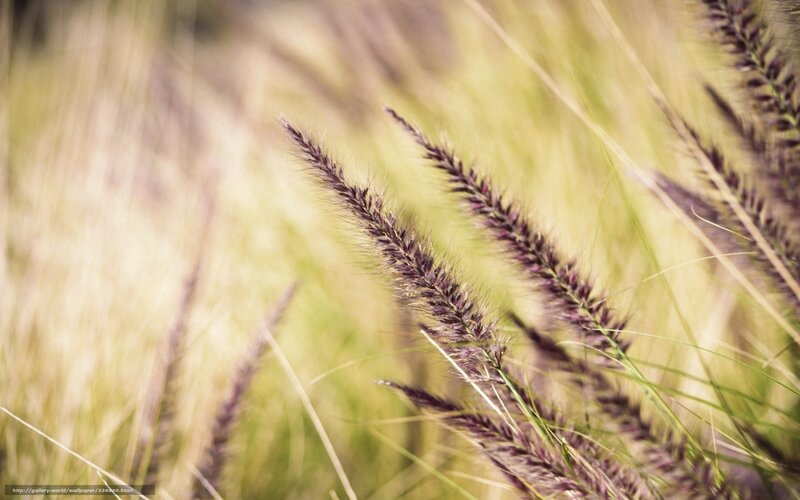 Grass in a field