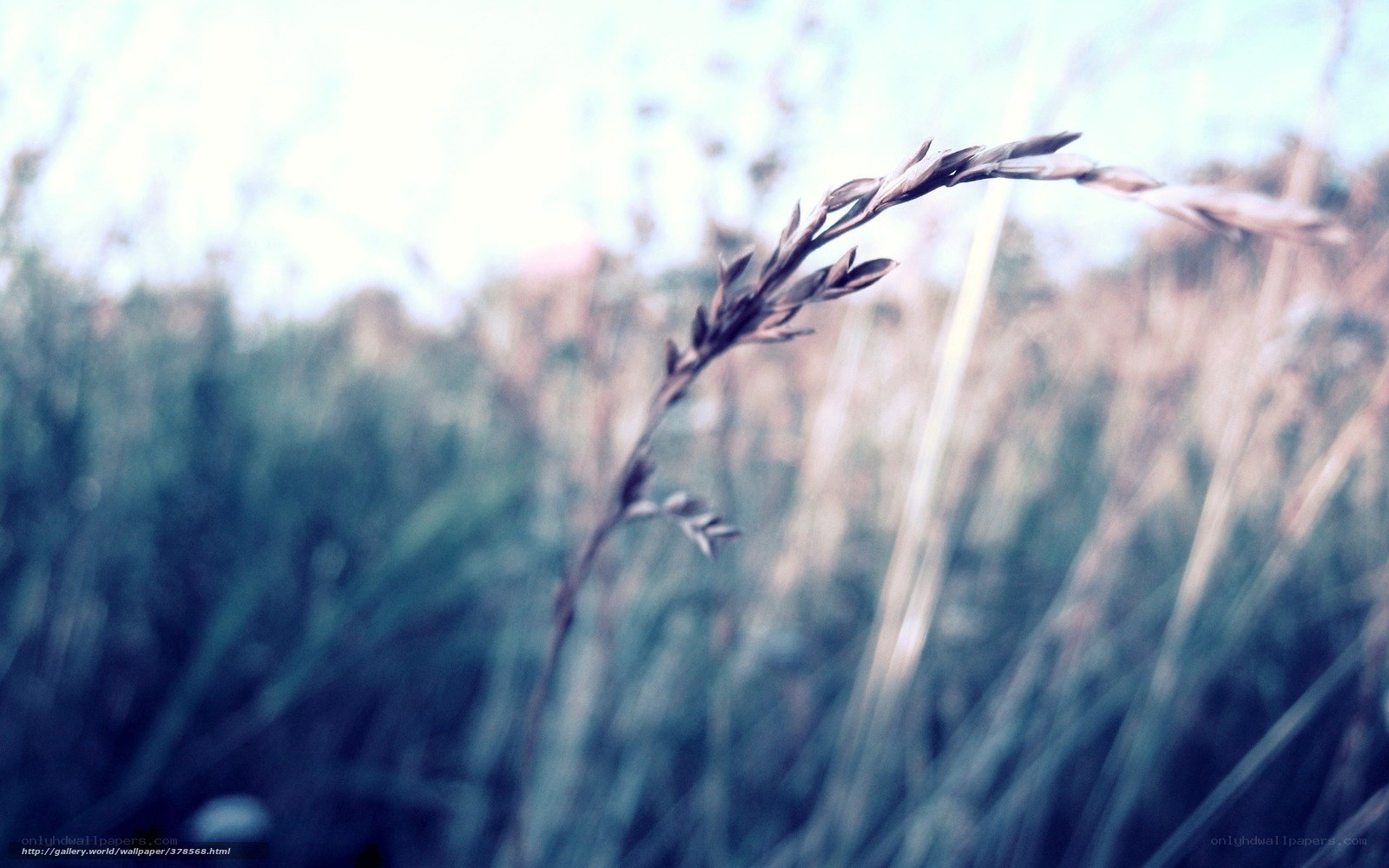 Grass in a field