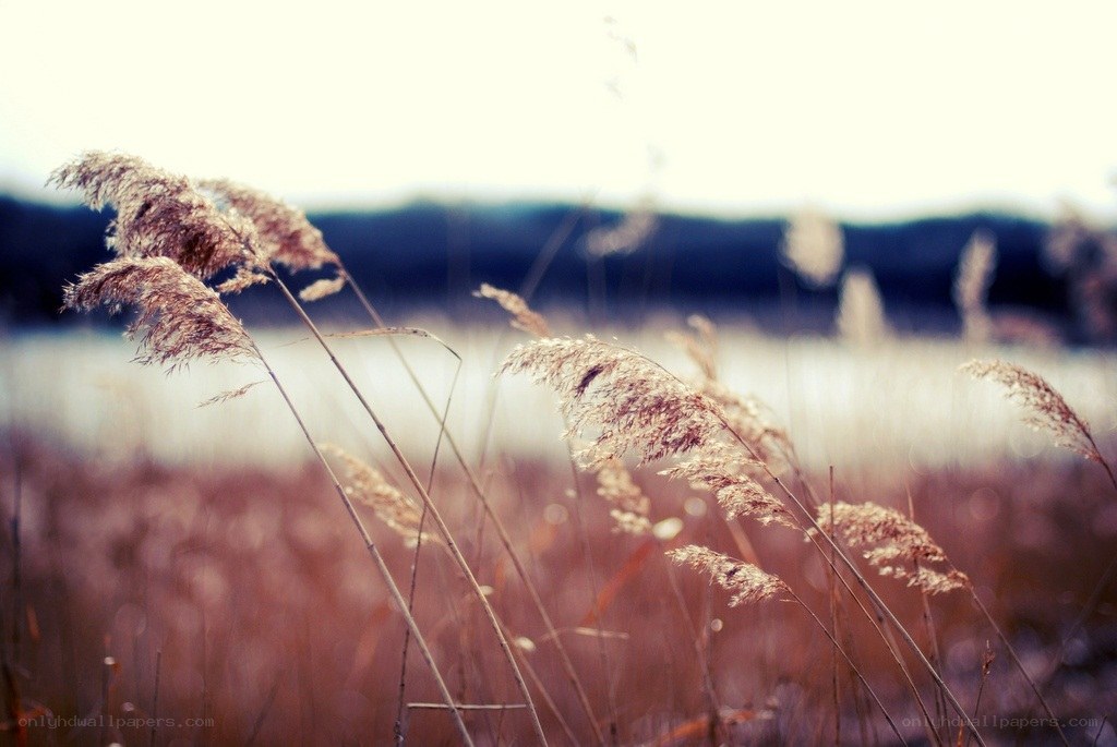 Grass in a field