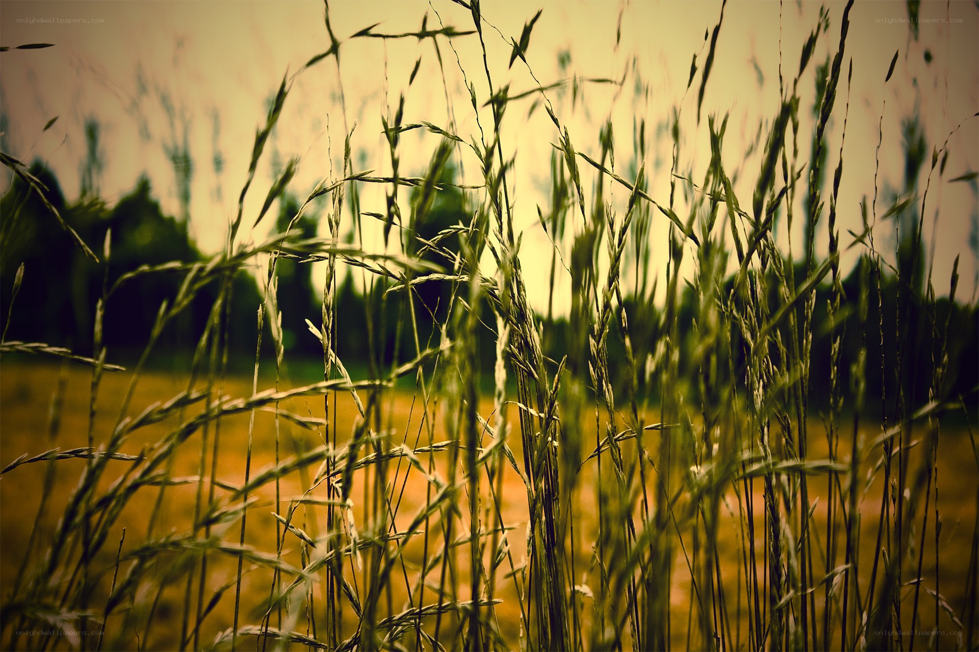 Grass in a field at sunset