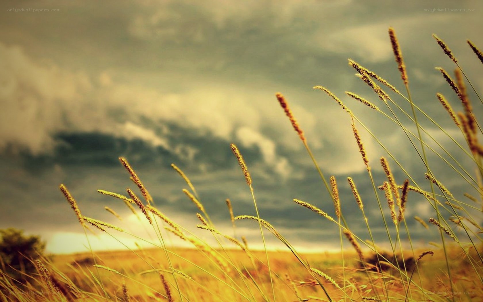 Grass in a field at sunset