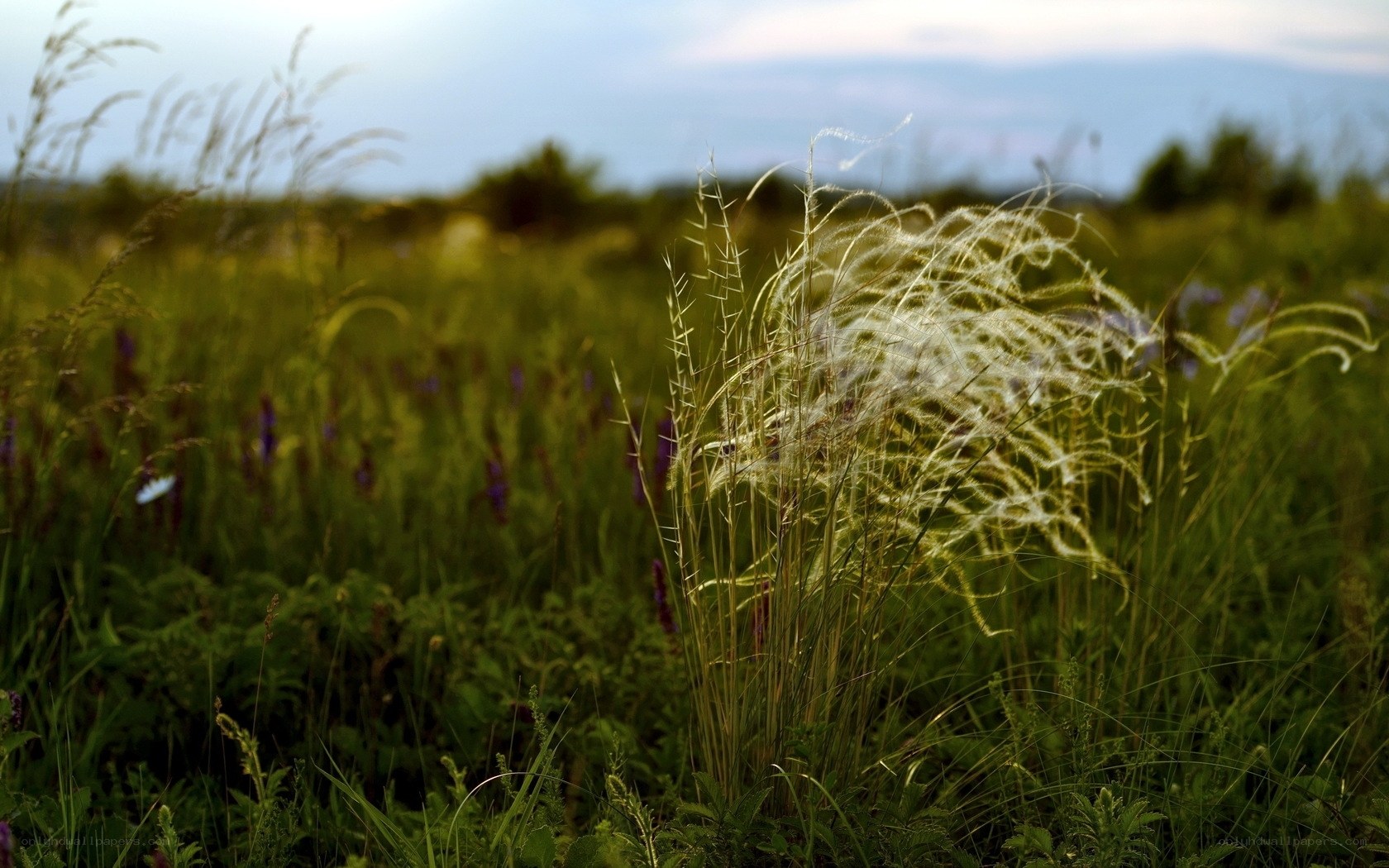 Grass in a field at sunset