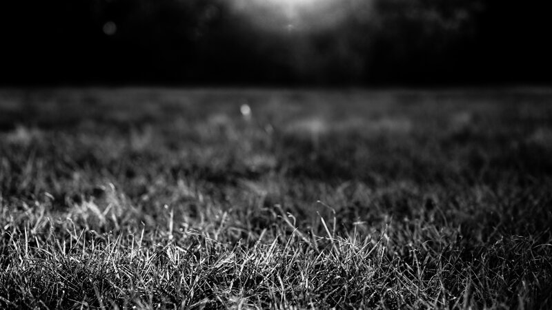 Grass in a Field — Black