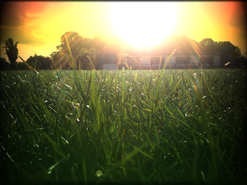 Grass in a Field — Green