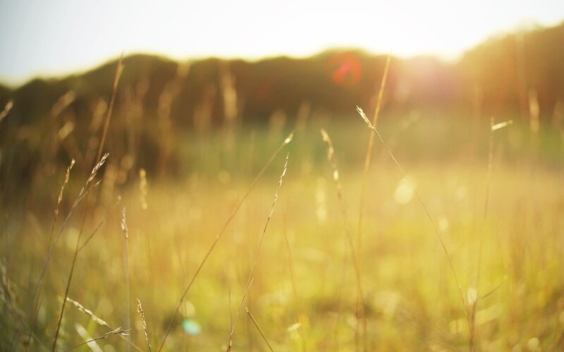 Grass in a Field — Yellow, Serene
