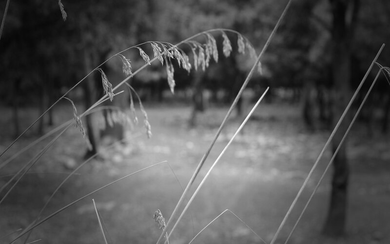 Grass in a forest