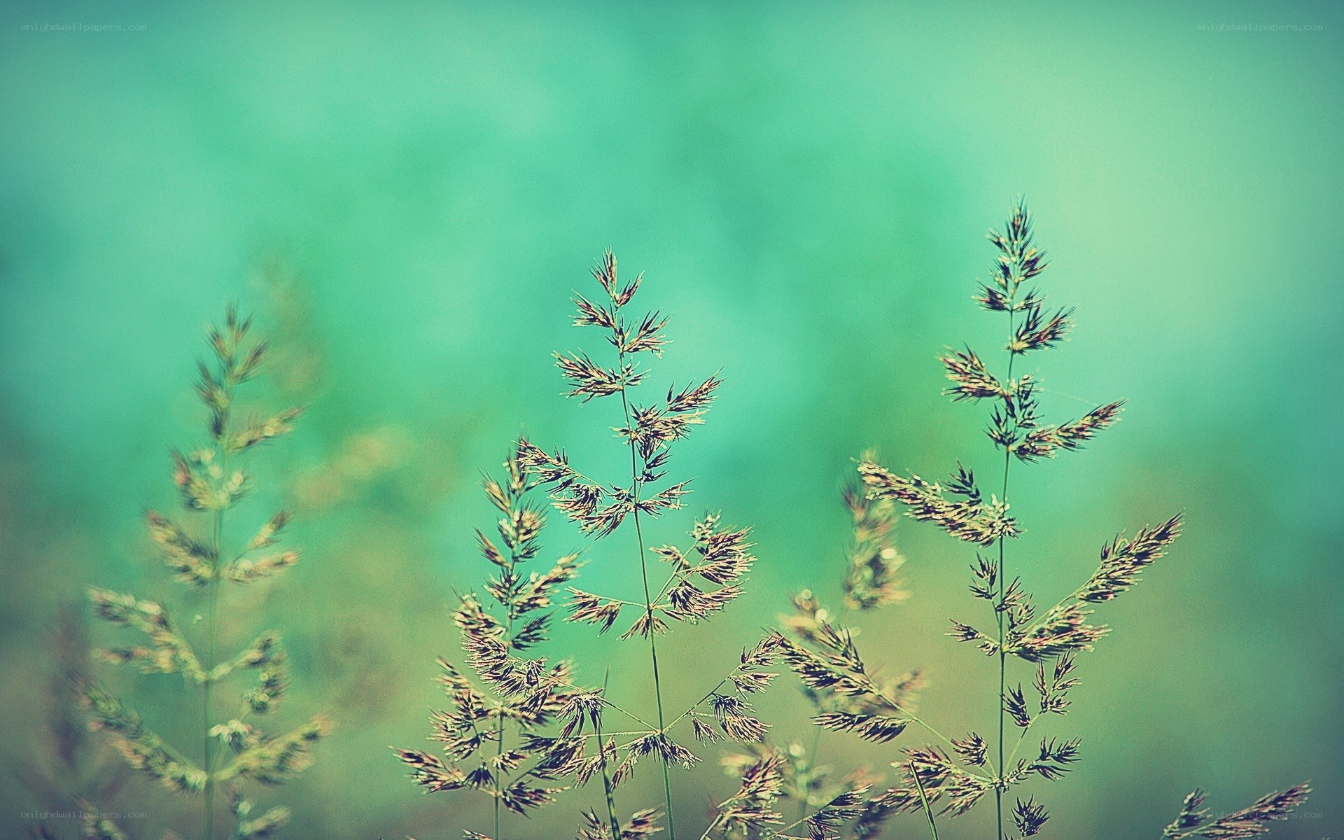 Grass in a green field