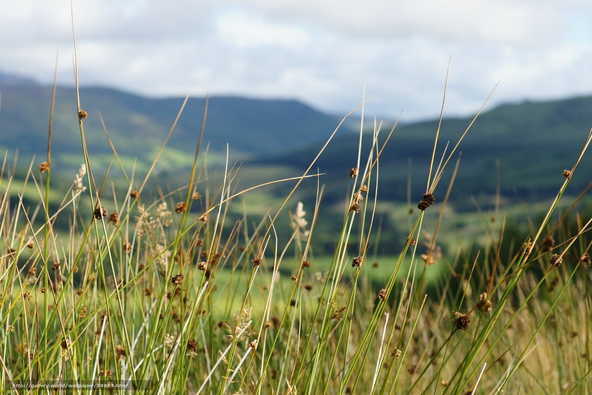 Grass in a mountain valley