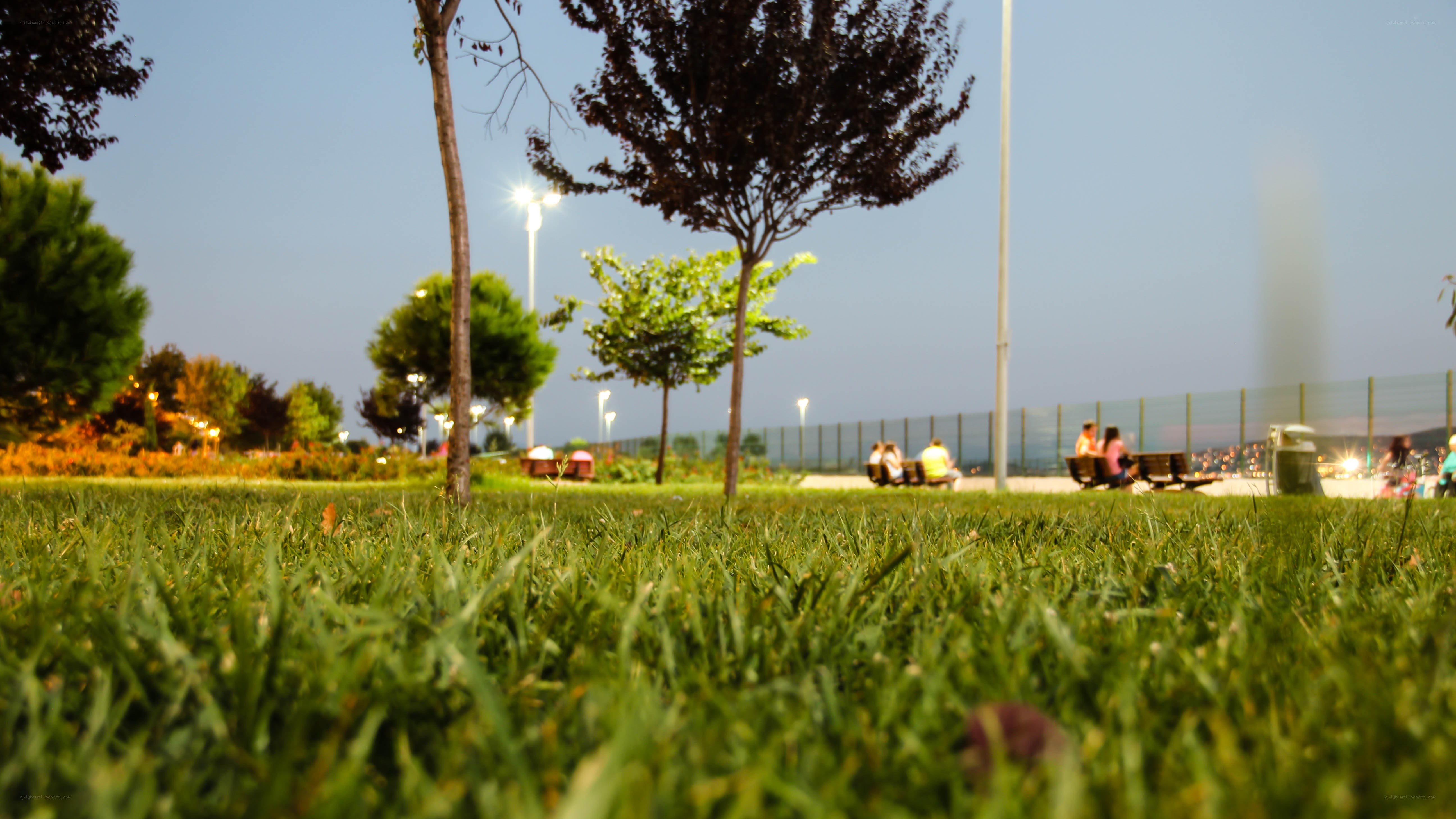 Grass in a park at dusk