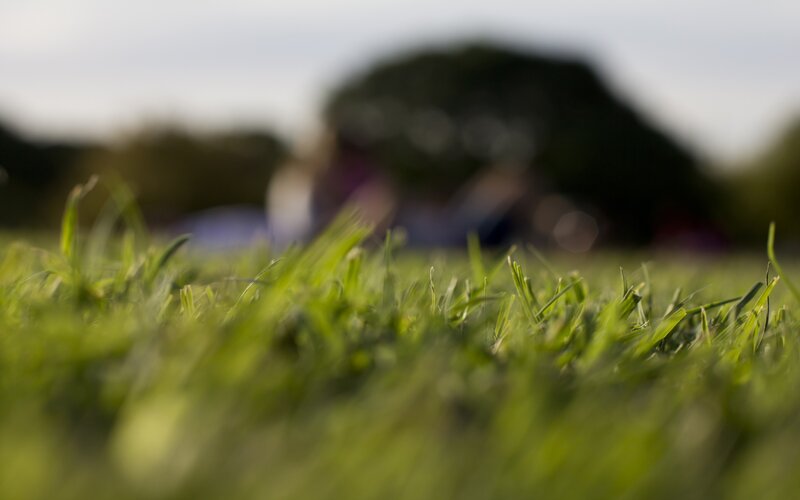 Grass in a park