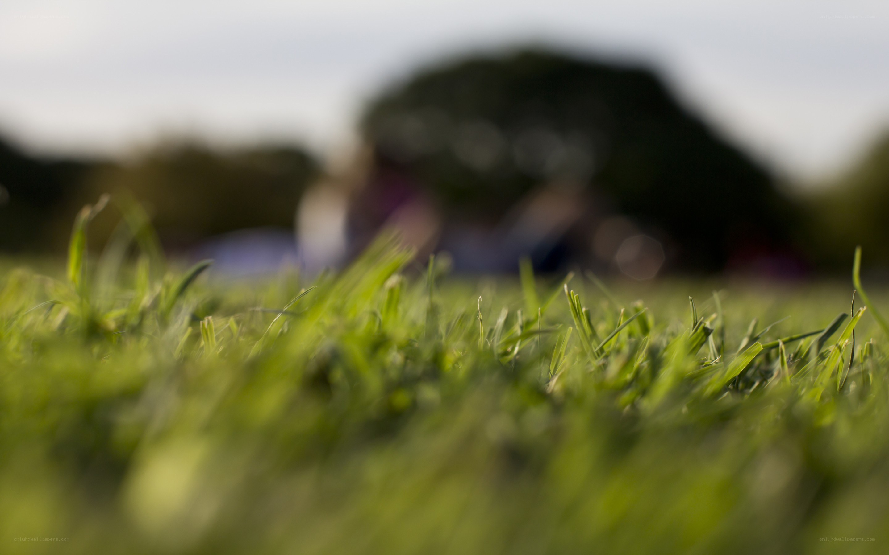 Grass in a park