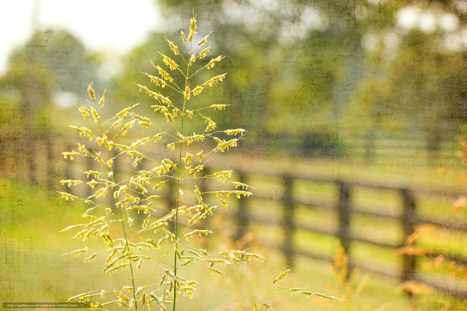 Grass in a rural field