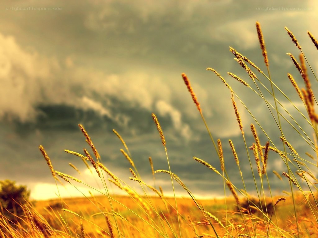 Grass in a stormy field