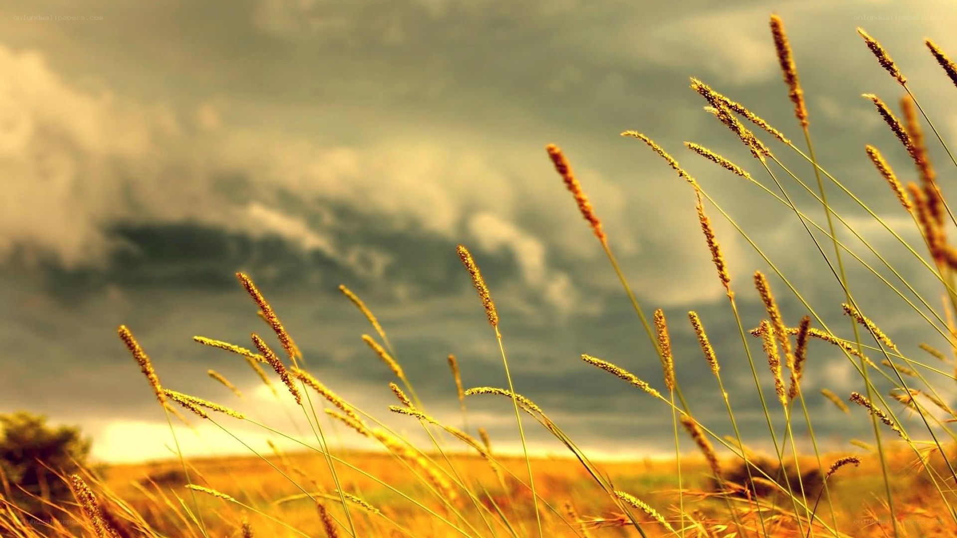 Grass in a stormy field