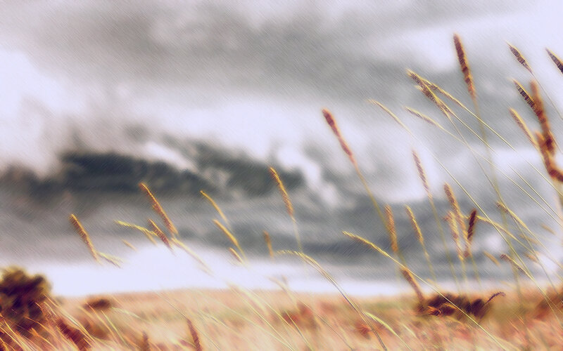 Grass in a stormy field