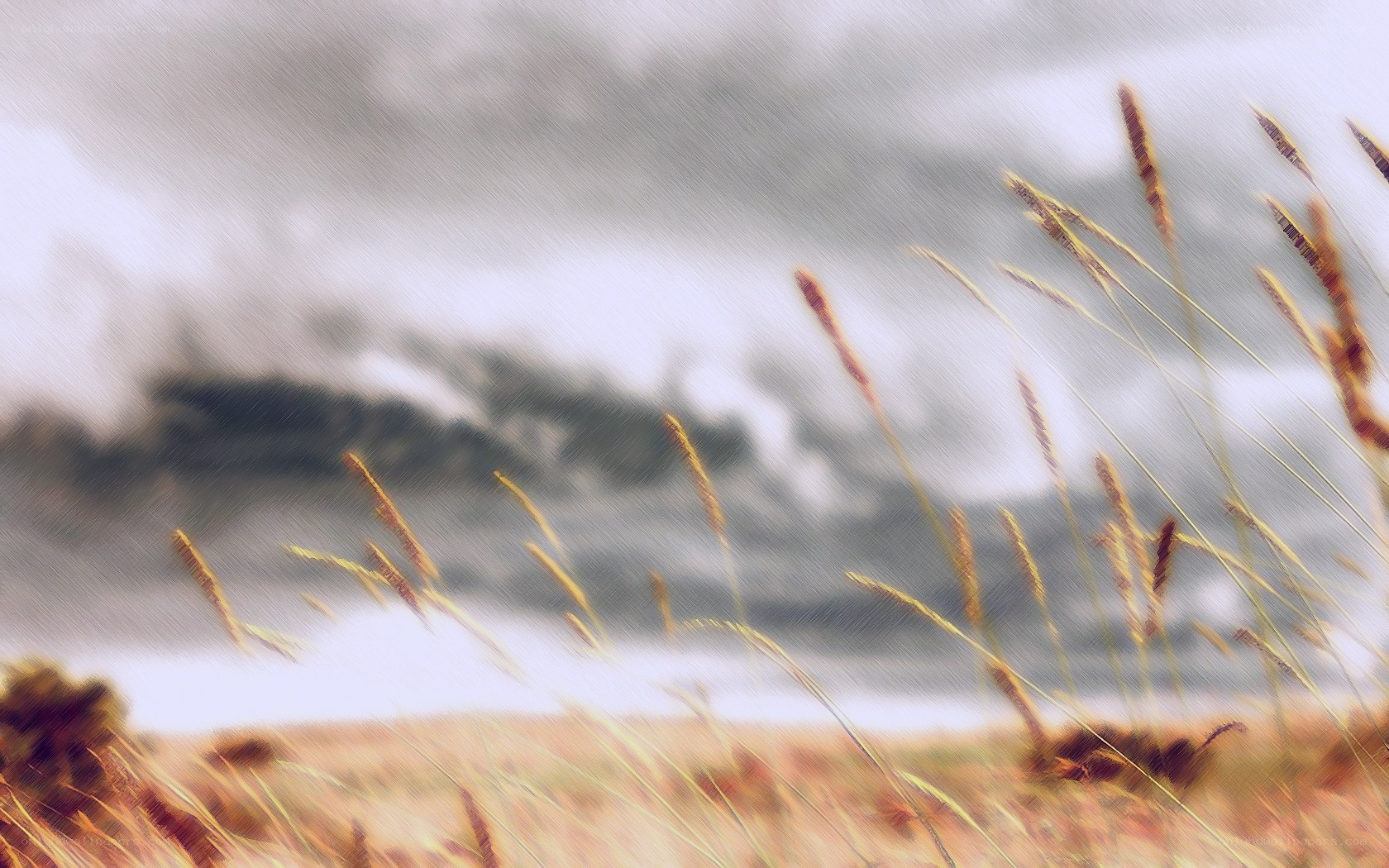 Grass in a stormy field