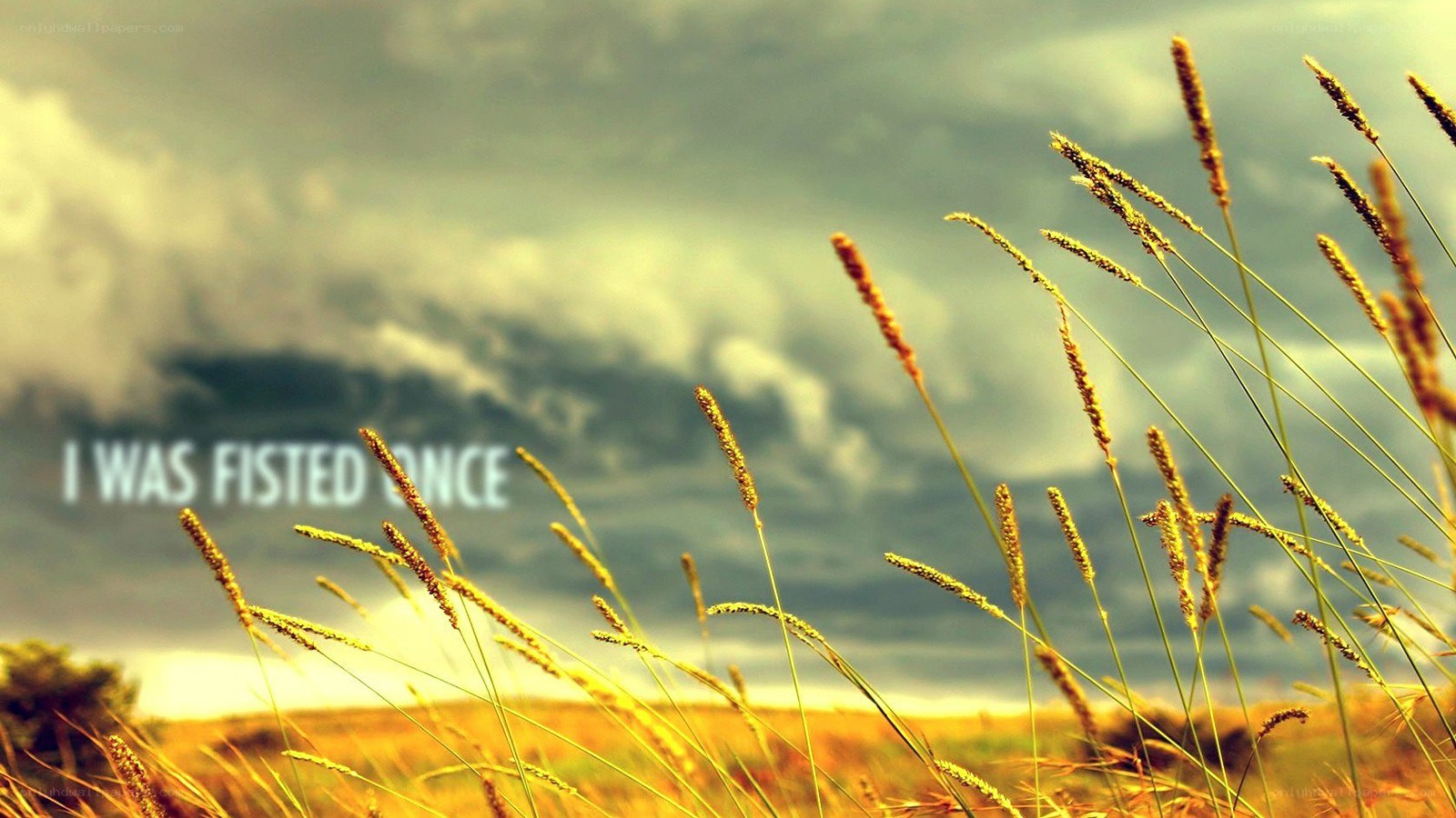 Grass in a stormy field