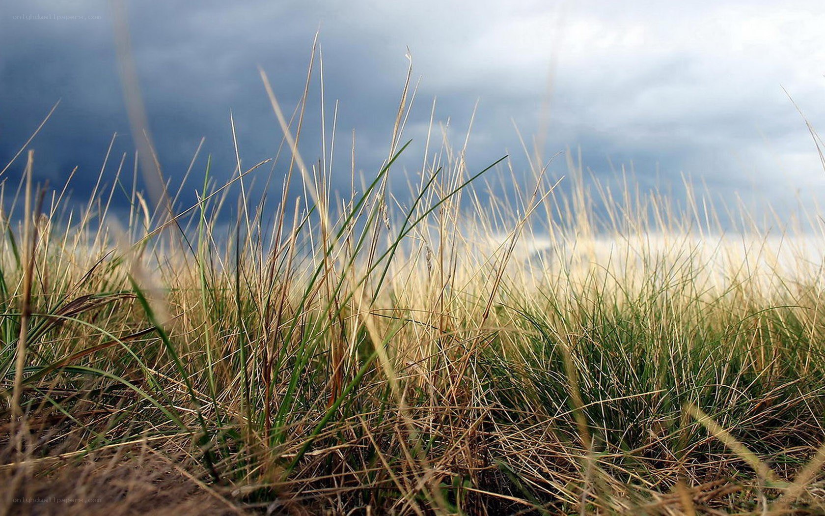 Grass in a stormy field