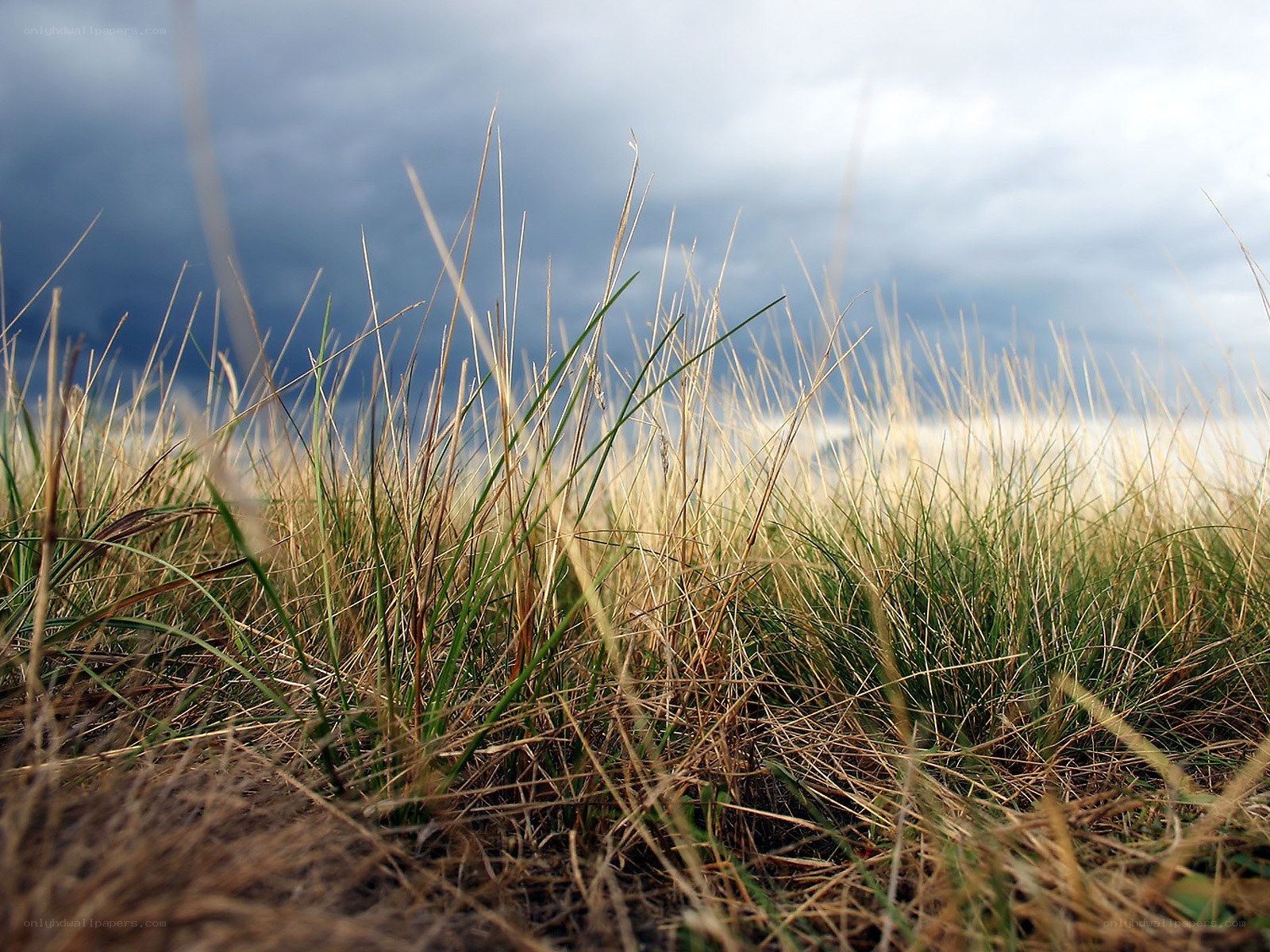 Grass in a stormy landscape