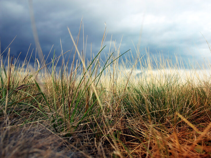 Grass in a stormy sky