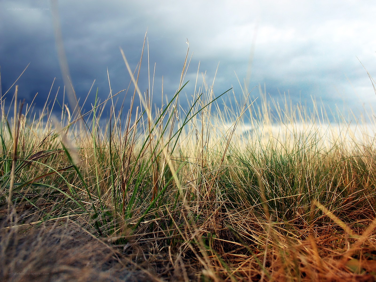 Grass in a stormy sky
