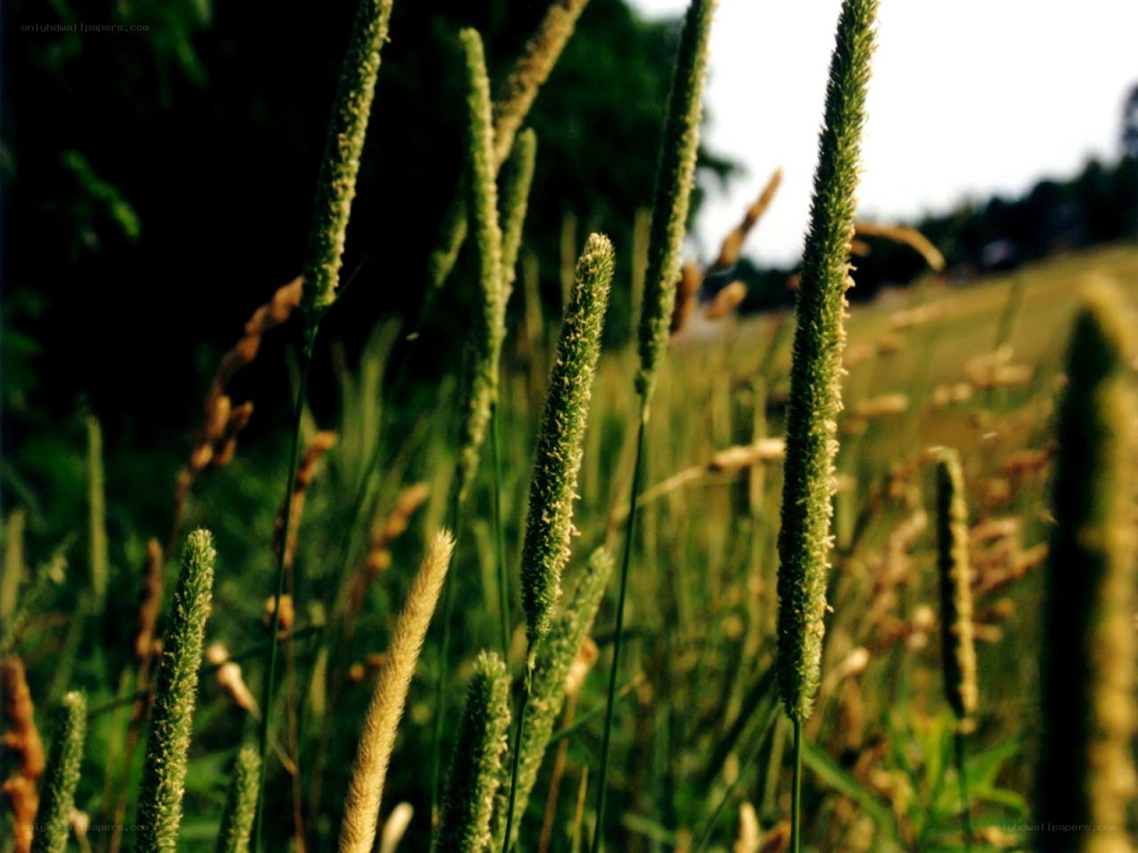 Grass in a sunlit field