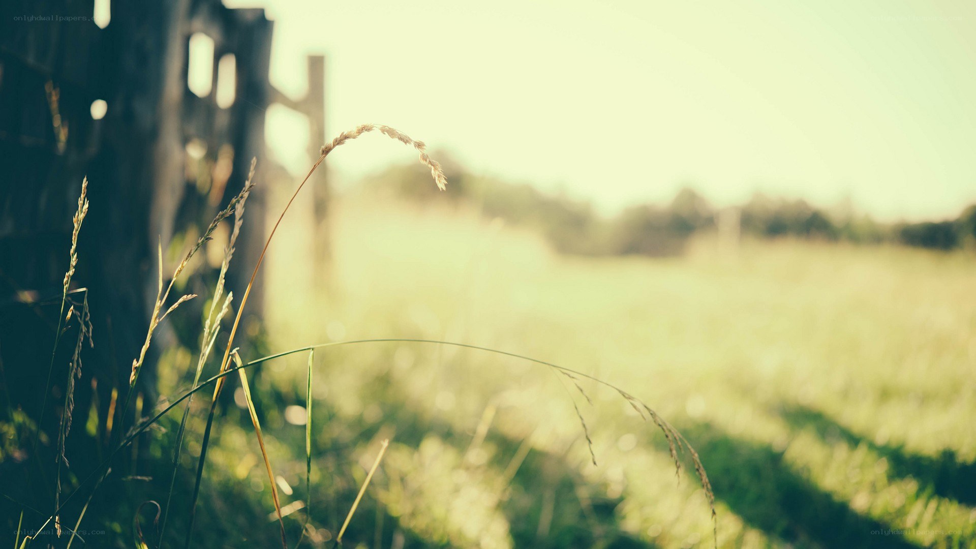 Grass in a sunlit field