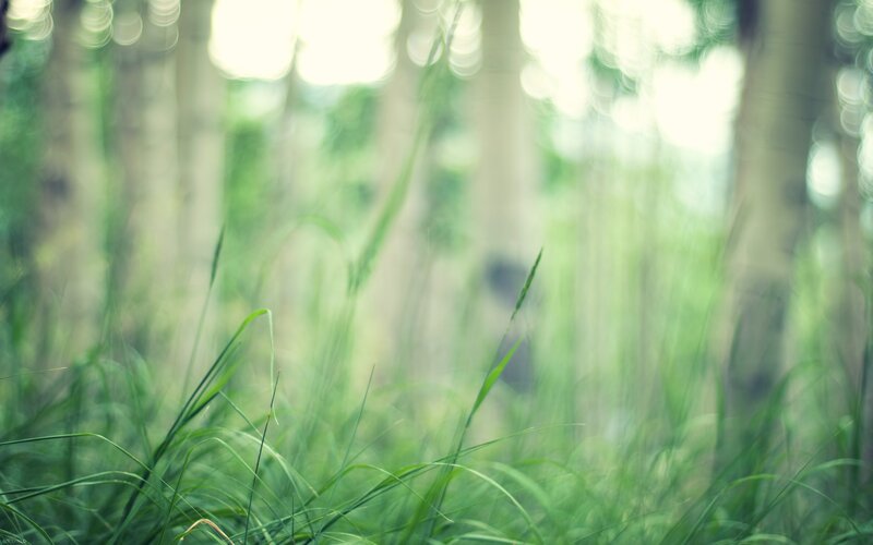 Grass in a sunlit forest