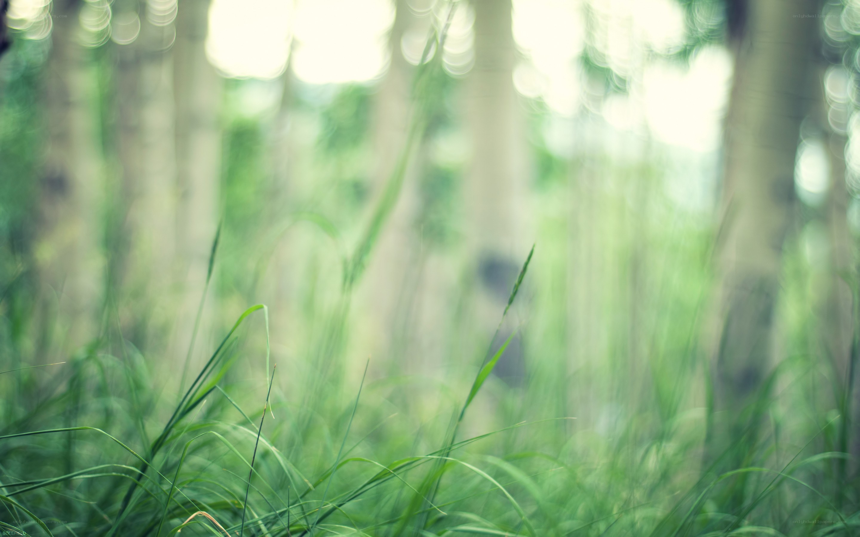 Grass in a sunlit forest