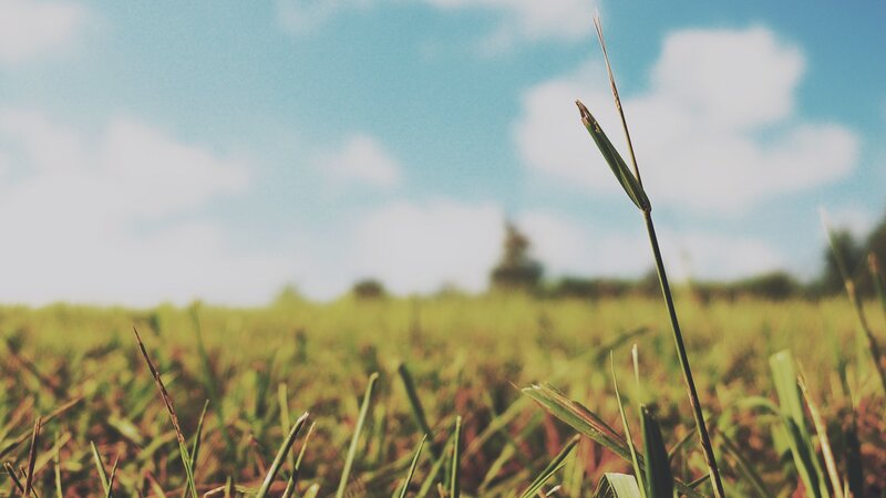 Grass in a sunny field