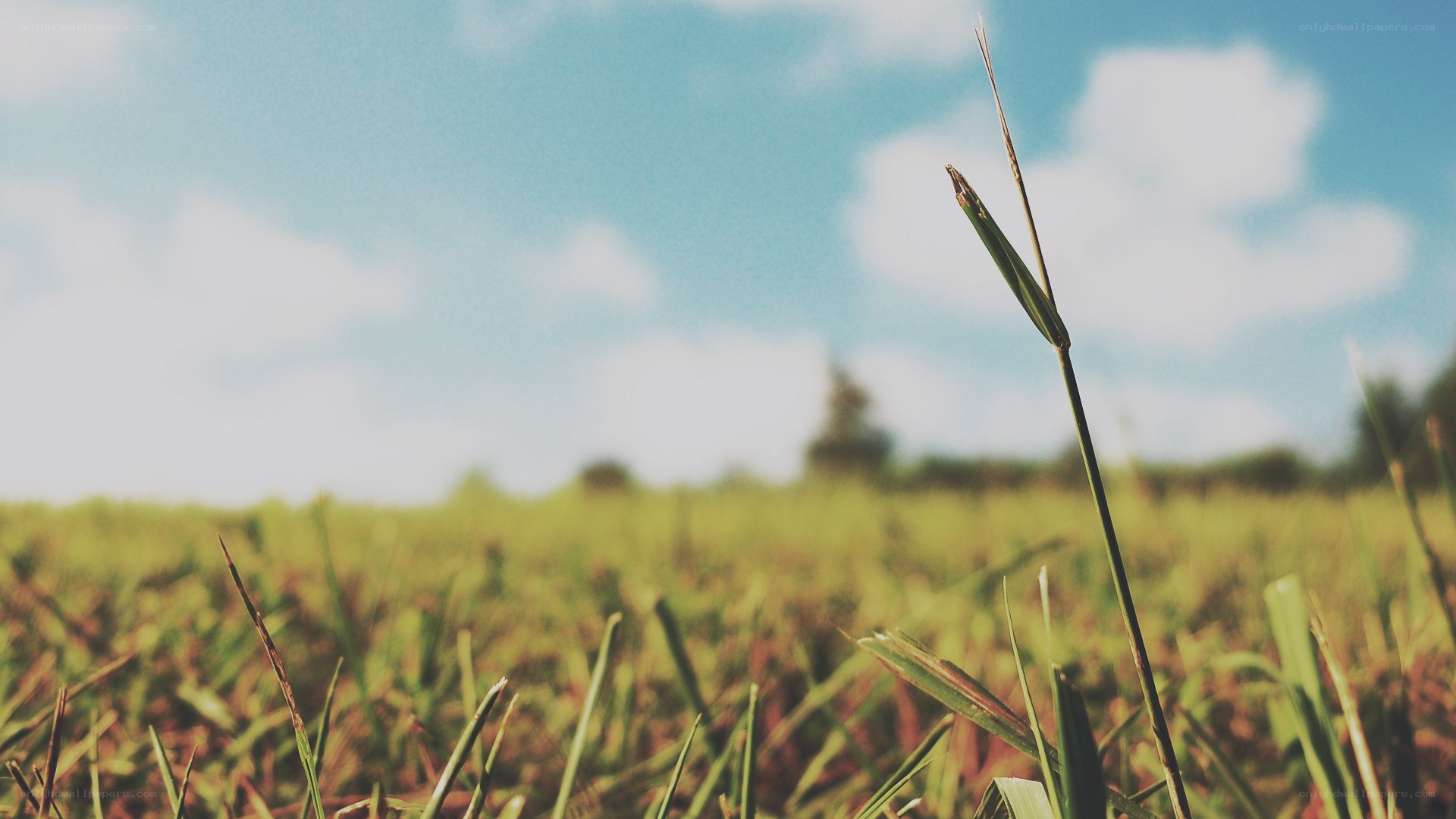 Grass in a sunny field