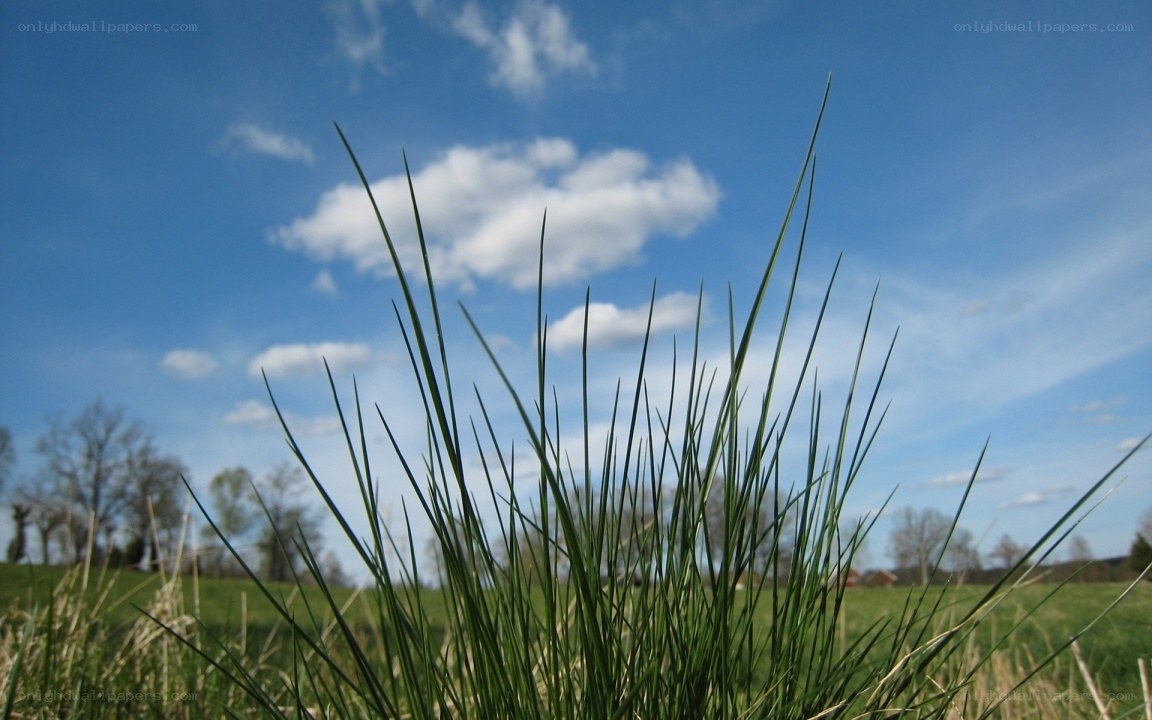 Grass in a sunny field