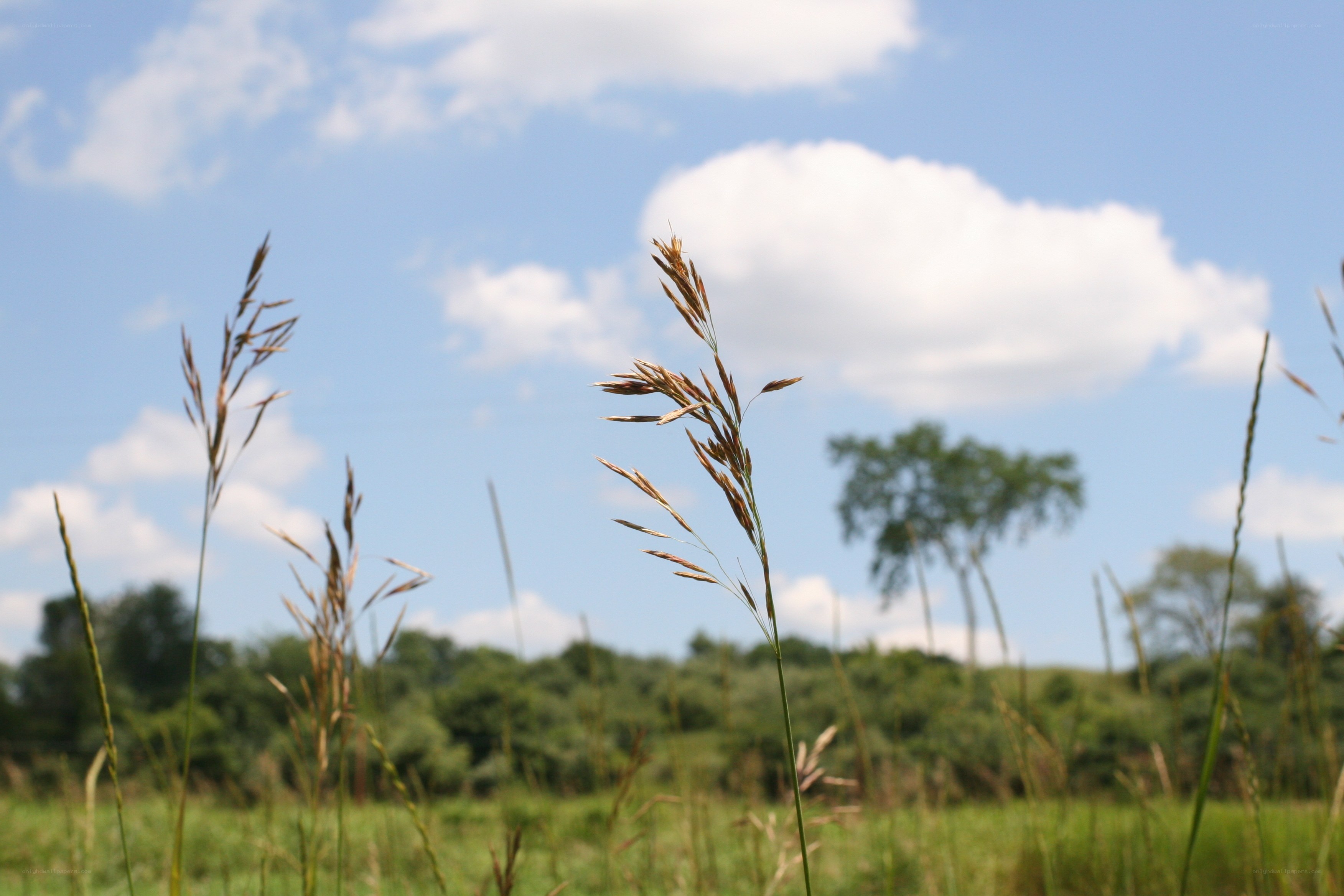 Grass in a sunny field