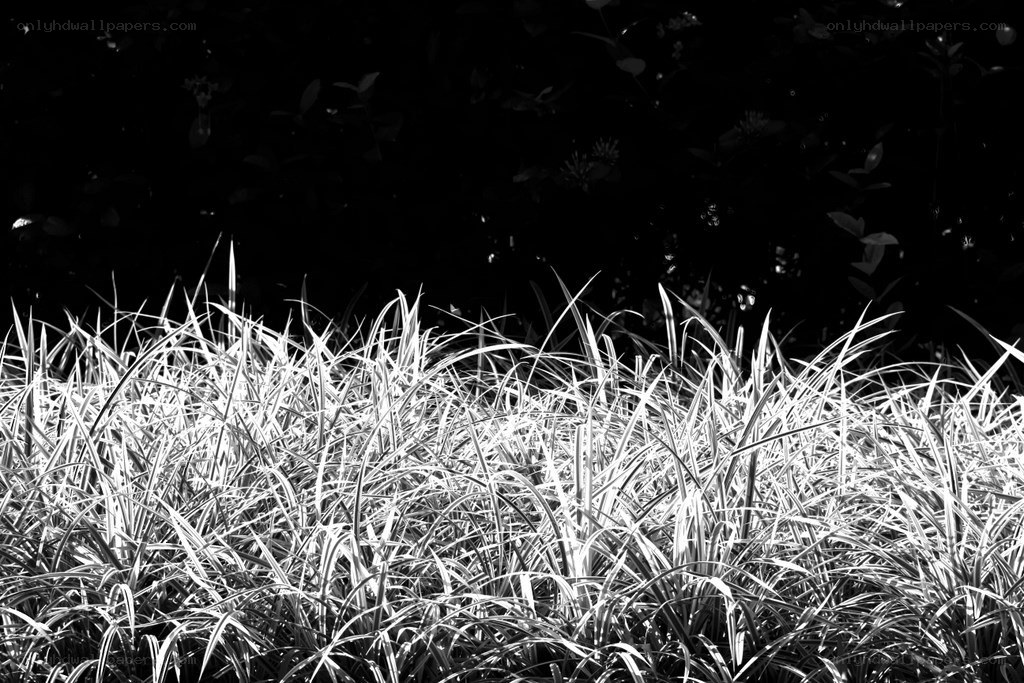 Grass in Black and White